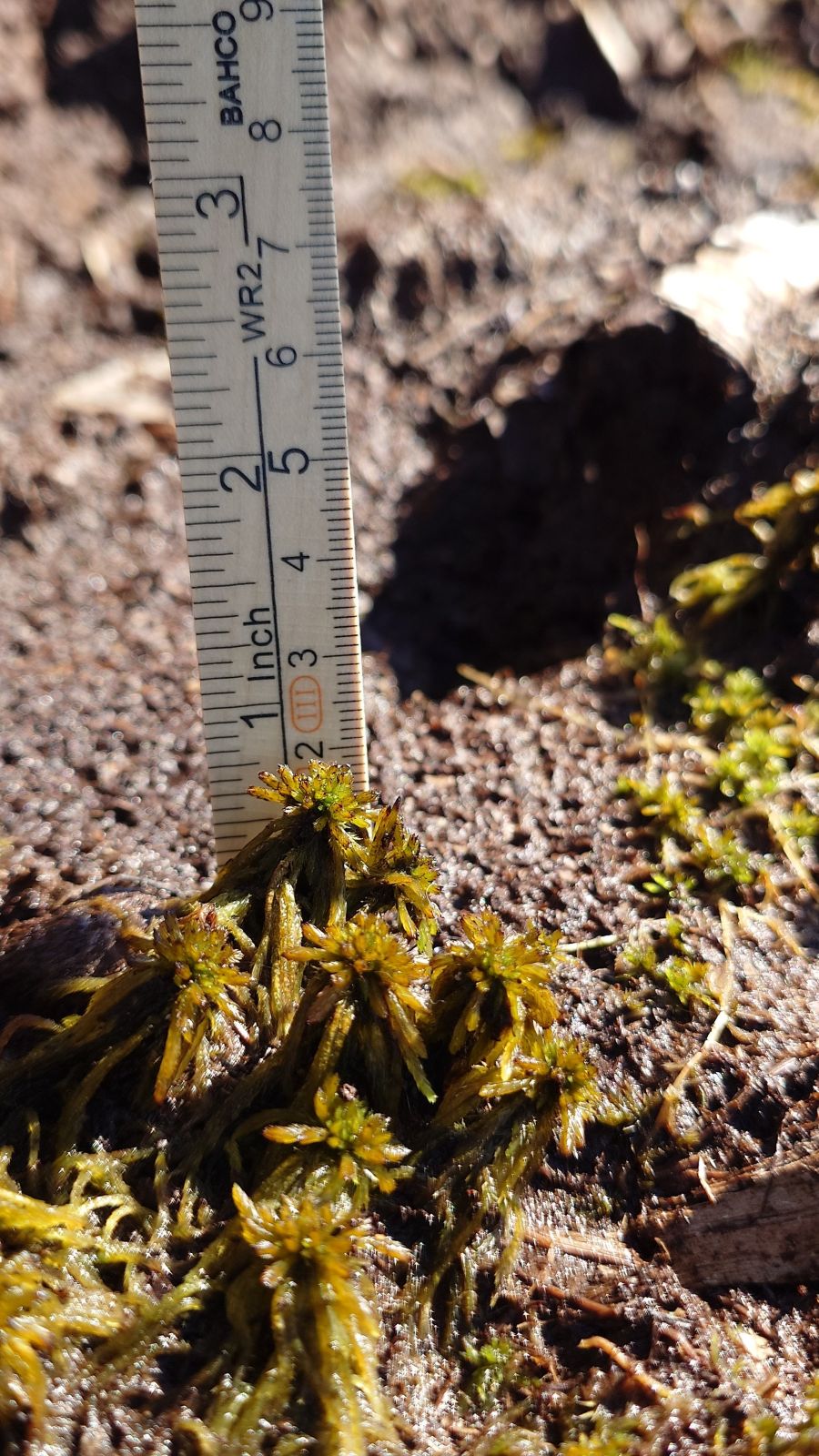 Lähikuva viljellyn rahkasammalen kasvusta. Taustalla mitta-asteikko, joka osoittaa, että kasvua on tullut noin 2 cm.