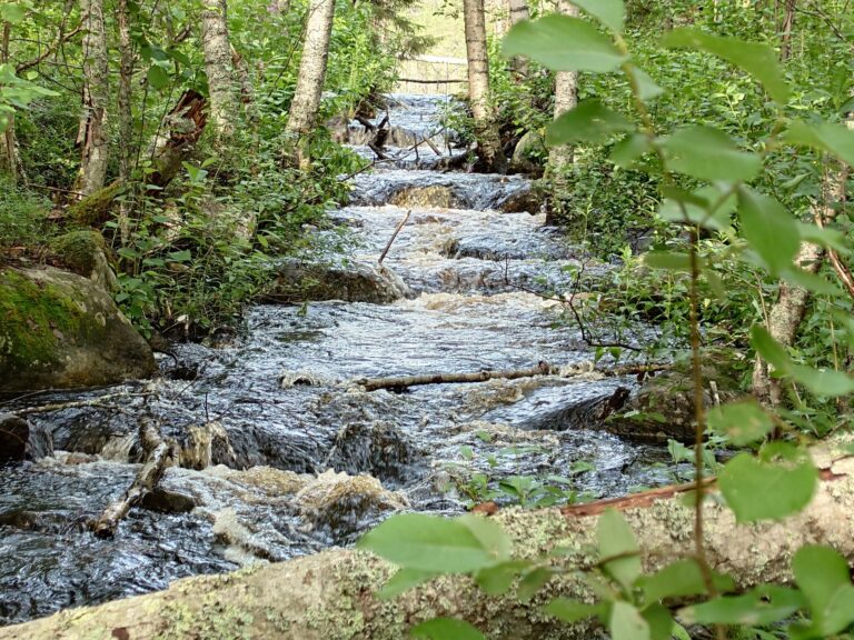 Vaikuttavan metsätalouden vesiensuojelun kehittäminen Tornatorin mailla yhteistyössä WWF:n kanssa