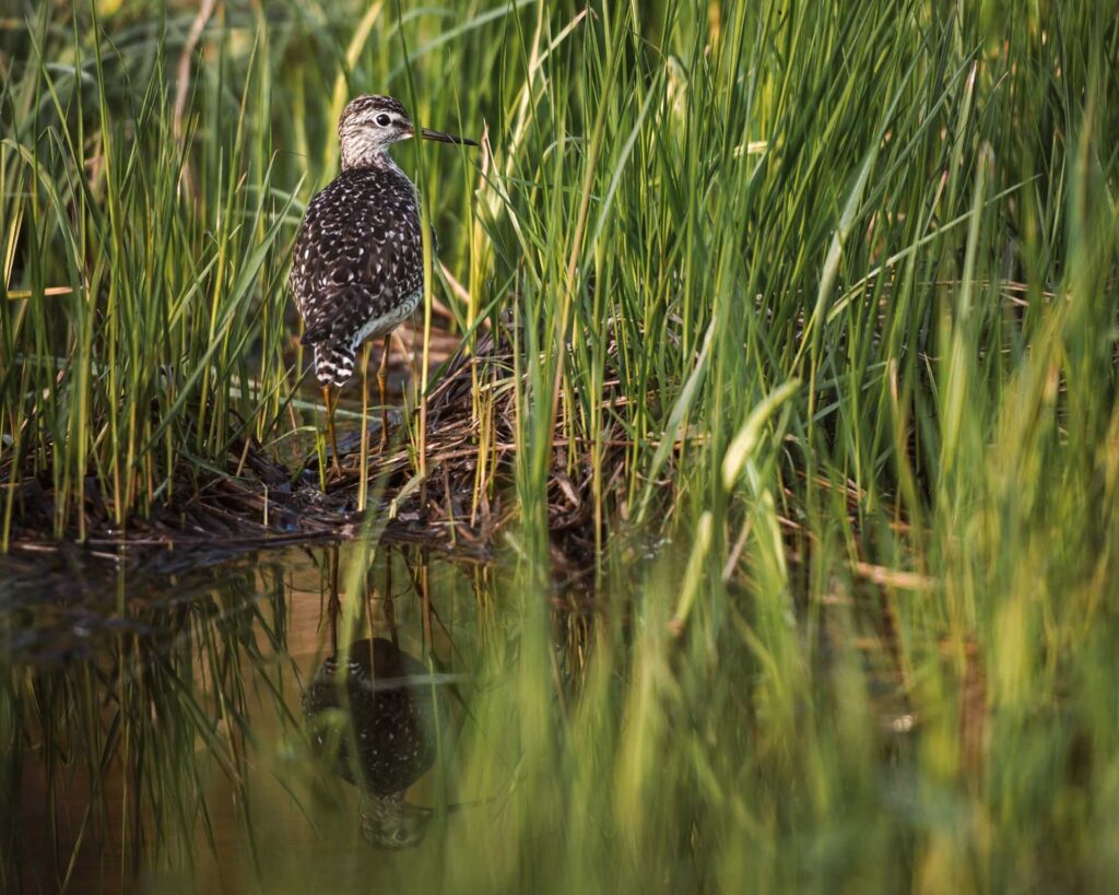 Kahlaajalintu seisoo kosteikolla tiheän kaislikon keskellä. Monet lajit elävät vain suolla ja siksi ennallistaminen tukee luonnon monimuotoisuutta.