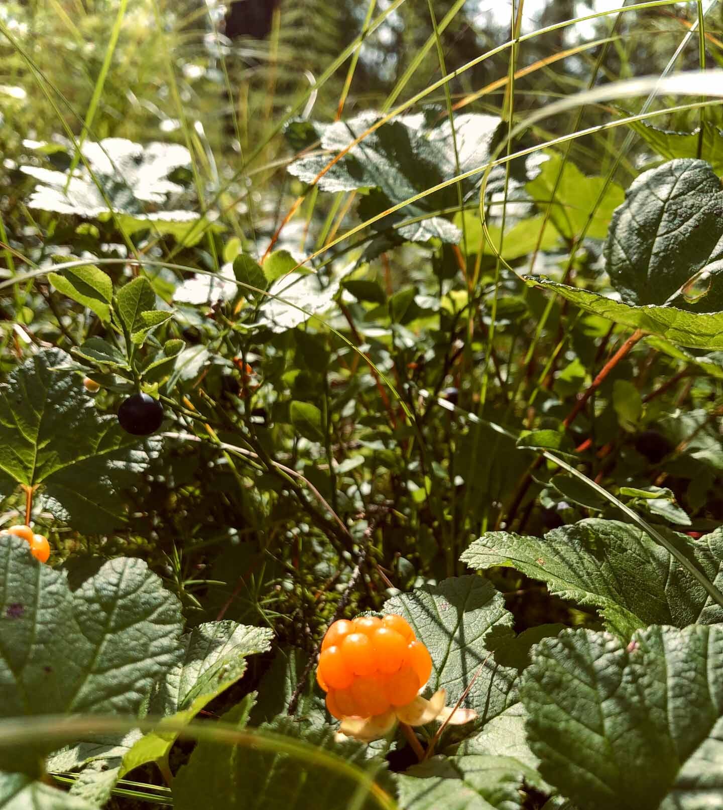 Kypsä lakka kasvaa kostealla suoalueella matalan kasvillisuuden keskellä.