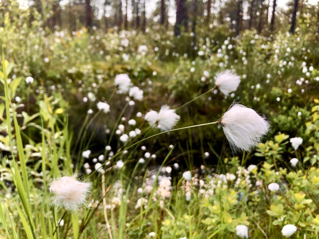 Tupasvillaa kasvaa rehevällä ja kostealla suoelinympäristössä. Metka-tuki määrä: yksityisille maanomistajille myönnetään metsätalouden kannustejärjestelmästä 100 % tukea muun muassa ennallistamisen suunnitteluun ja toteutukseen