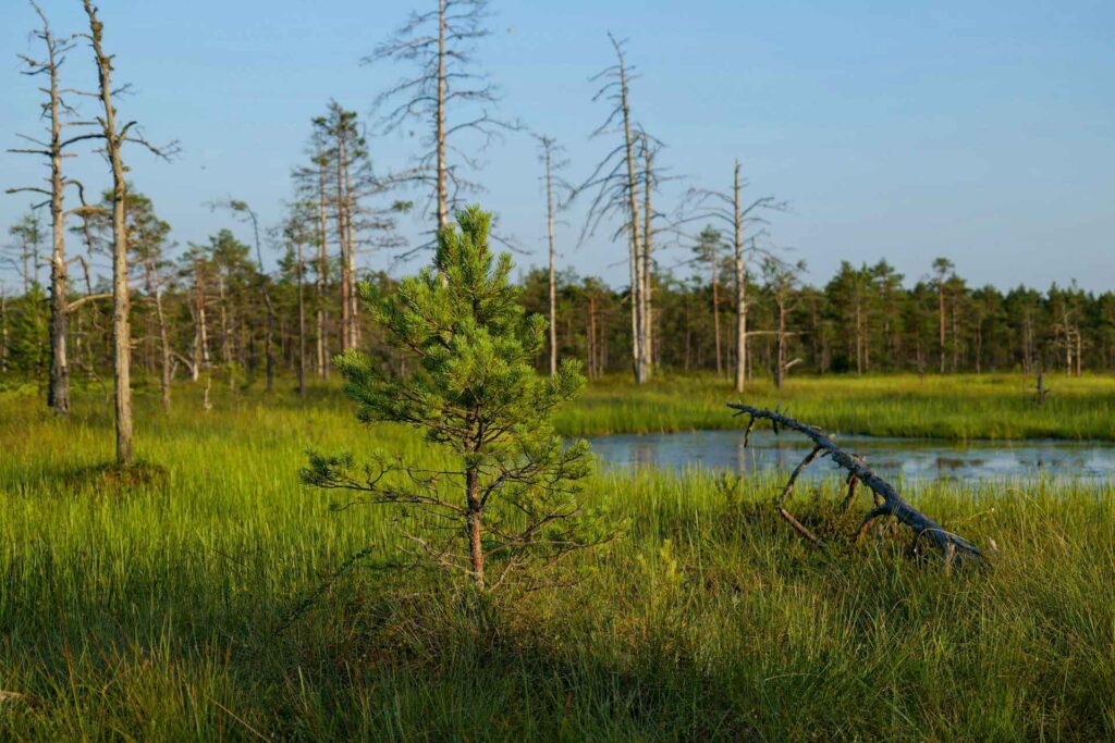 Nuori mänty kasvaa kostealla suoalueella matalan veden äärellä. Suon ennallistaminen on merkityksellistä ja saat siitä korvausta.