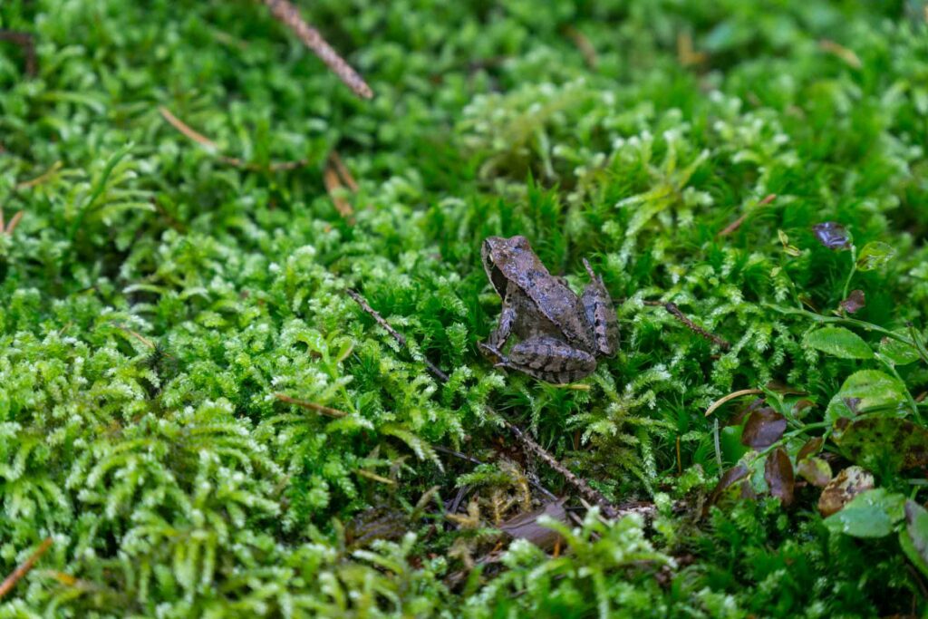 Sammakko istuu kostealla sammalpinnalla suoelinympäristössä. Soiden ennallistaminen on tärkeää. Soita käyttävät myös pikkuruiset sammakot, joten nekin saavat lisää elintilaa ennallistetuilla soilla.