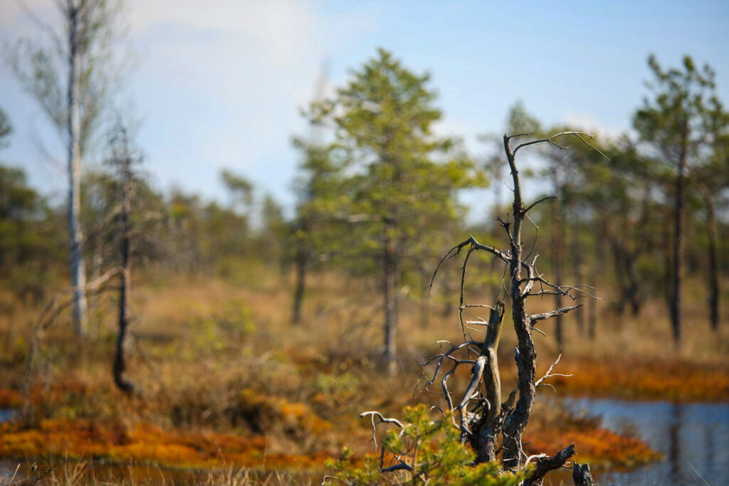Kuollut puu seisoo kostealla suoalueella veden ja kasvillisuuden keskellä. Vesitalouden palauttaminen on suon ennallistamisen perusedellytys.