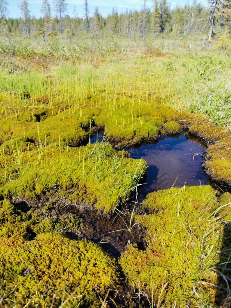 Ravinteikas lähde suolla, jossa kirkas vesi pulppuaa sammalkasvillisuuden keskeltä. Metka-tuki mahdollistaa sinunkin omistamillesi maille suon ennallistamisen ilman kuluja.