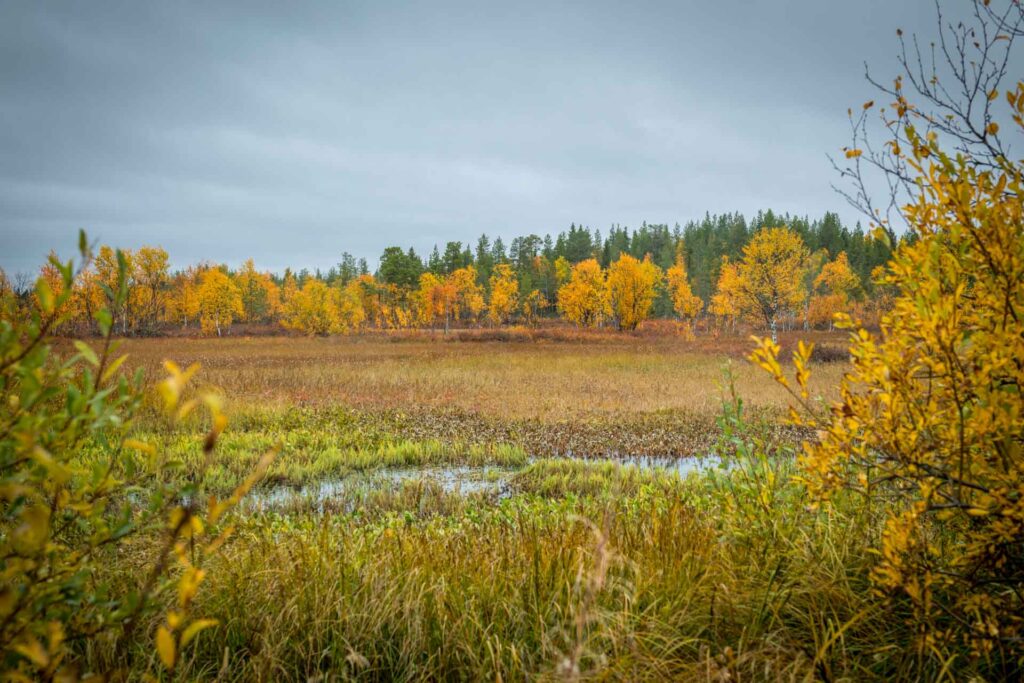 Suon ennallistaminen tapahtuu erilaisten valtion tukien tai yksityisen rahoituksen avulla. Kuvassa koivuleton syysruskaa avoimella suoalueella, taustalla koivuja ja kosteaa kasvillisuutta.
