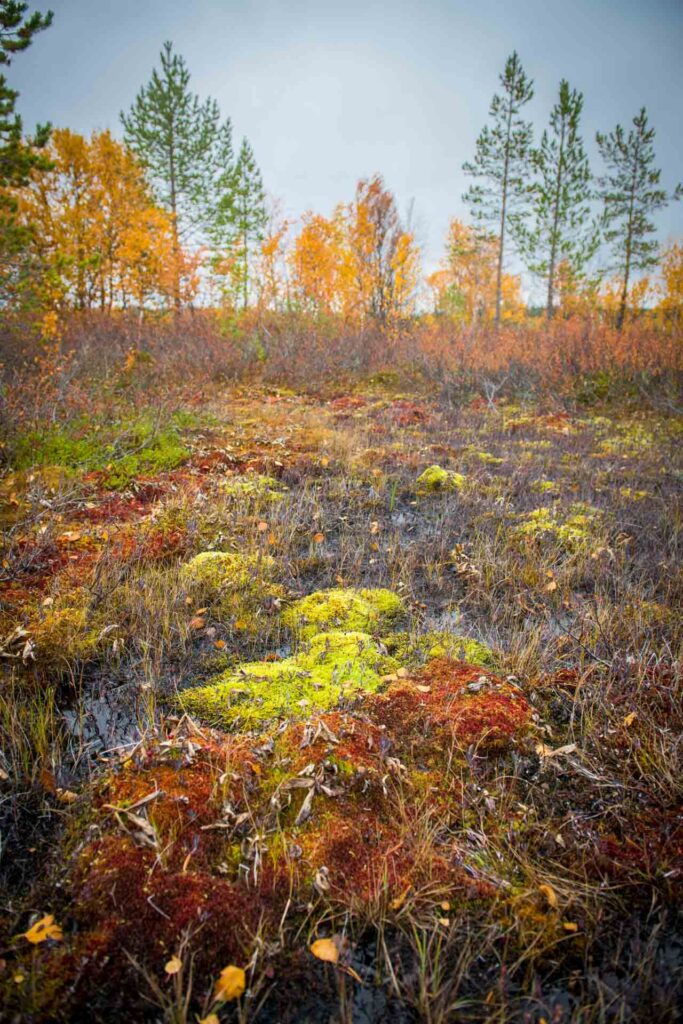 Koivuleton ruskavärejä syksyisessä suoelinympäristössä. Autamme tarkastelemaan kanssasi täyttyvätkö omistamasi maan metka-tuki ehdot 