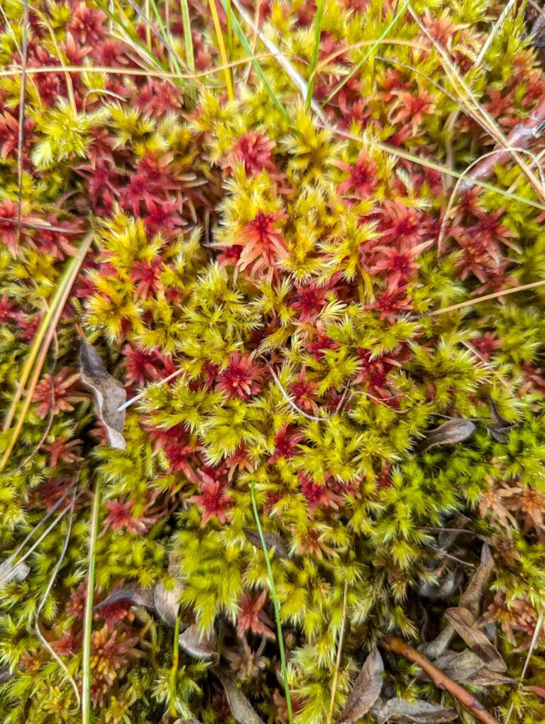 Tomentypnum nitens- ja rahkasammalten muodostama kasvusto kostealla suoalueella.