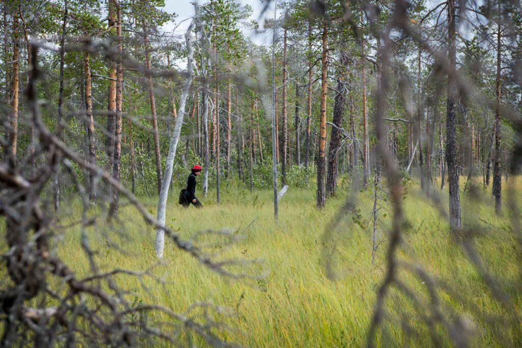 Luontoasiantuntija inventoimassa suoelinympäristöä harvapuustoisessa maastossa. Metka-tuki hakeminen avullamme on helppoa.