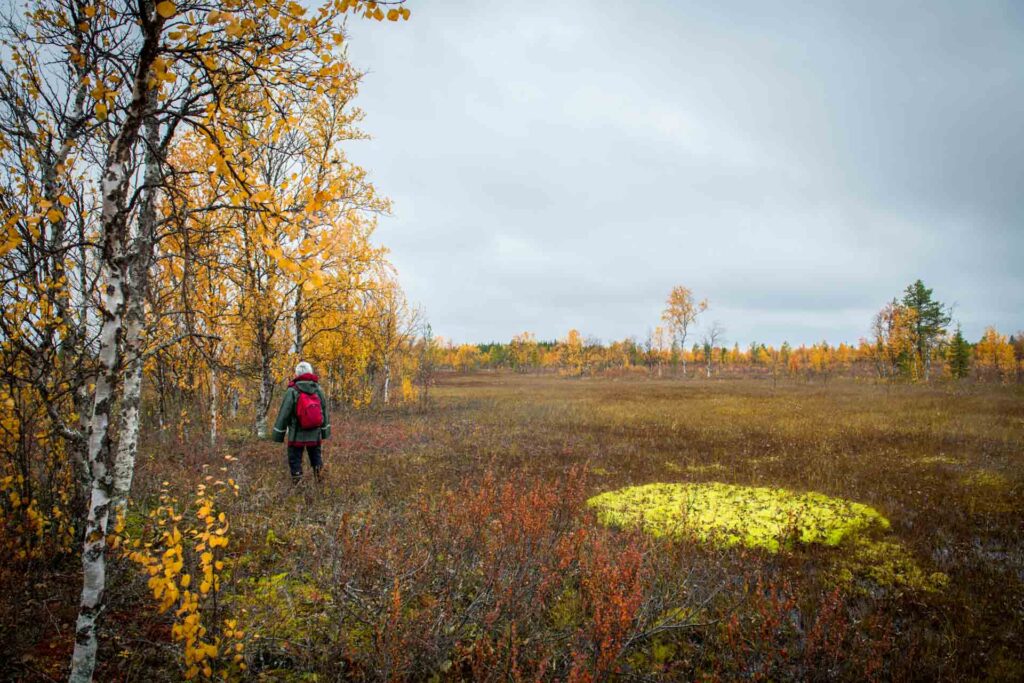 Luontoasiantuntija koivuletolla syksyn ruskan aikaan. Yksityisenä maanomistajana voit saada rahallista Metka-tukea omistamillesi maille.